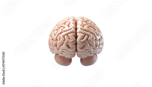 Human Brain Isolated on White