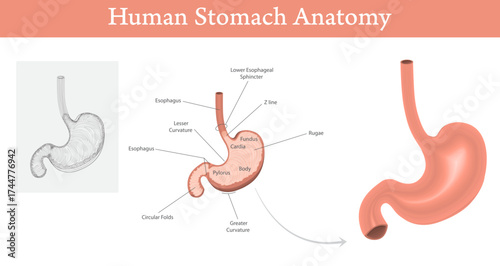 Detailed Illustration of Human Stomach Anatomy with Labels Identifying Key Parts like Esophagus, Sphincter, Fundus, Cardia, Body, Pylorus, and Curvature.