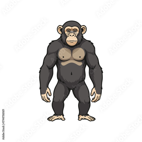 Chimpanzee with a white background 