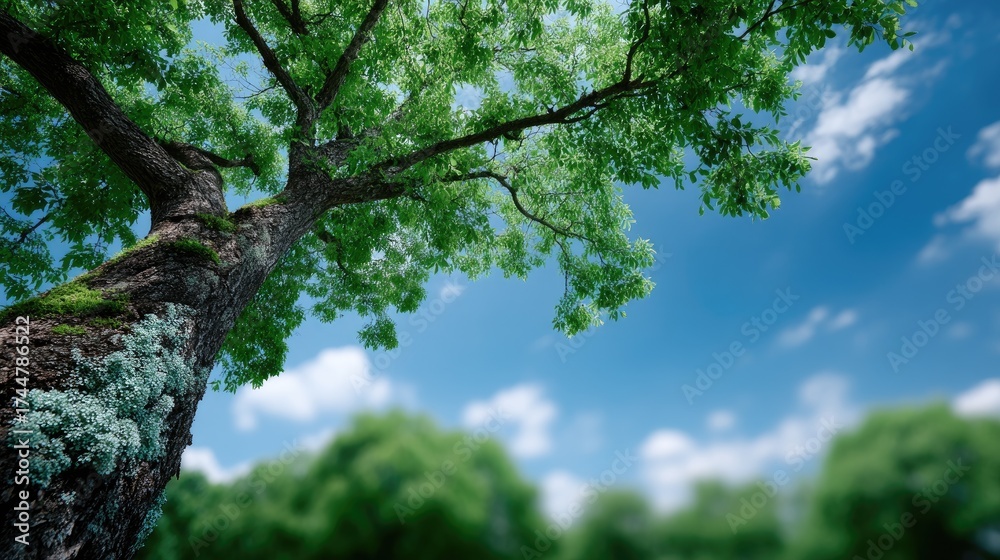 Fototapeta premium Tall Green Tree Viewed From Below Against a Blue Sky Nature Background