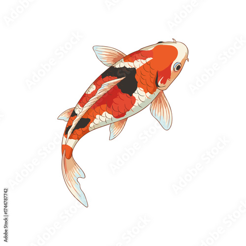 Koi fish with a white background