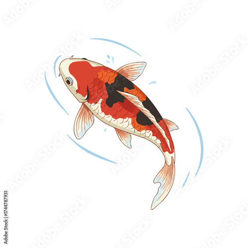 Koi fish with a white background