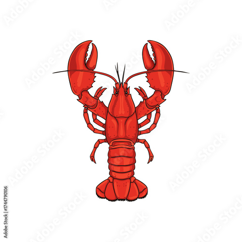 lobster on white background