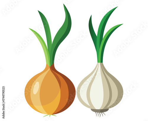 Illustration of a yellow onion and a white garlic bulb side by side