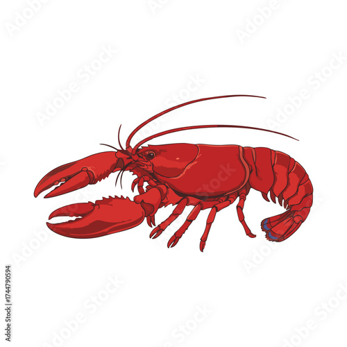 lobster on white background