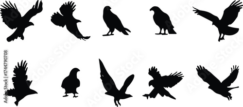 Set of ten black raptor bird silhouettes in varied flying, perched, and standing poses for wildlife and design themes