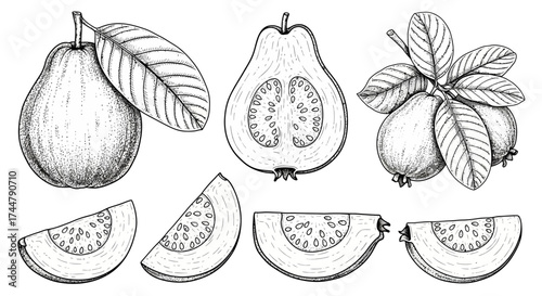 Hand-drawn illustration of guava fruits, including whole fruits with leaves, a halved guava, and several guava slices, all in a detailed, vintage style.