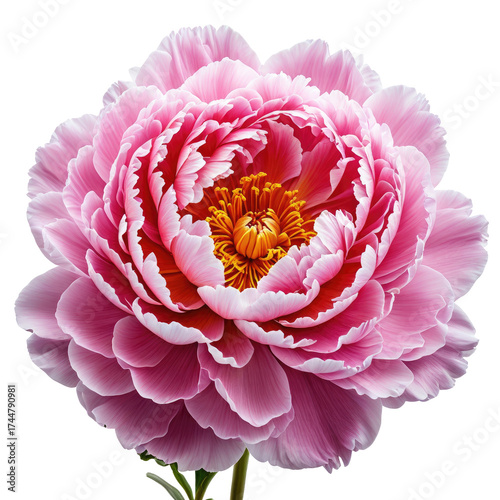 Pink Blossom Delicate flower with layered petals and golden center