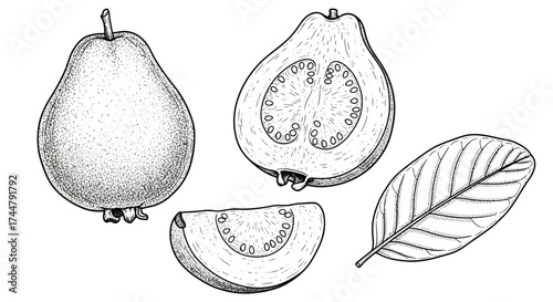 Detailed line art illustration of guava fruit, including a whole guava, a halved guava, a slice, and a leaf.