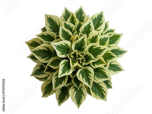 Variegated Hosta plant leaves arranged in a circular pattern isolated on a transparent background