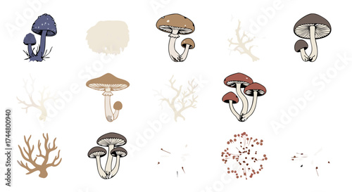 Set of Illustrations of Mushrooms and Dried Plants with Bare Branches for Nature and Botanical Themes