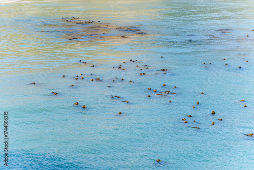 Bull Kelp Pneumatocysts Floating in Calm Blue Waters of Big River Headlands