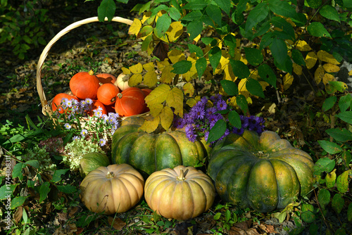 Wallpaper Mural Vintage still life with pumpkins, flowers and decorations outside, thanksgiving day background, autumn calendar season concept Torontodigital.ca