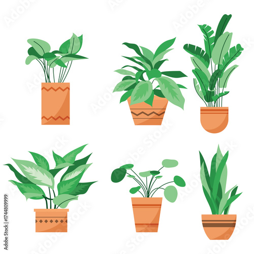 hand drawn houseplant 