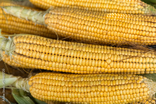 Φωτογραφία corn cob maize raw pealed ready for sale, husks removed, corncob sweet corn on d