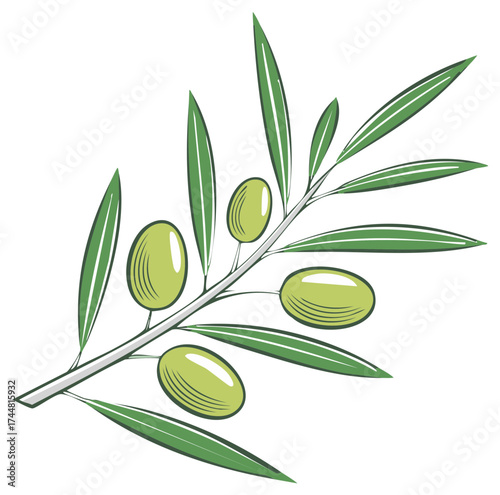Olive branch illustration with green olives and leaves, vector design.