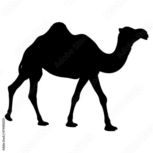 Vector Silhouette of a Camel, Camel Vector Graphic