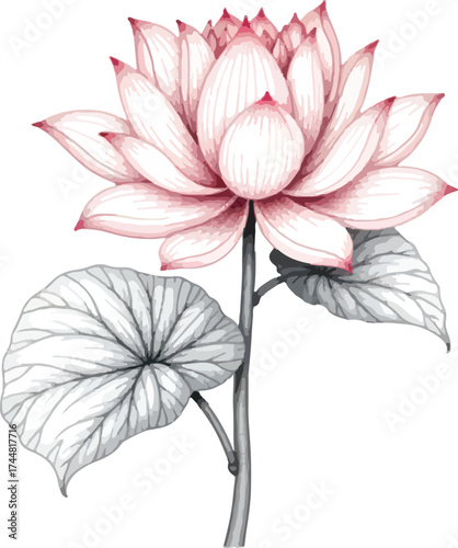vector illustration of lotus flower