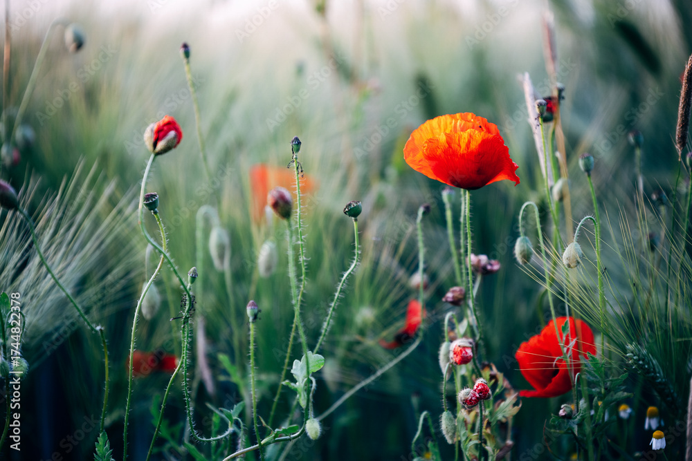 Fototapeta premium Poppies in a Field