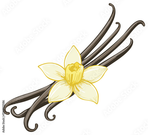 Vanilla flower with vanilla beans illustration, botanical drawing of vanilla plant elements