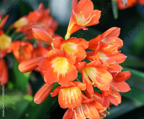 Colorful clivia miniata or natal lilly flowers. Bright orange and yellow bush lily.