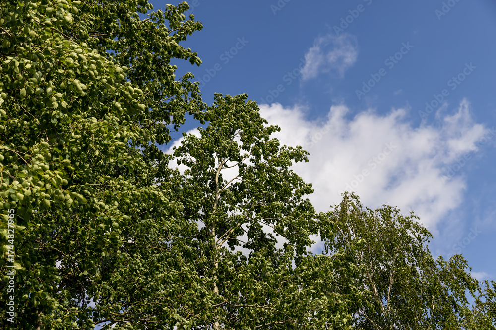 Obraz premium deciduous trees in sunny warm weather with large and strong winds in summer, trees growing in the summer