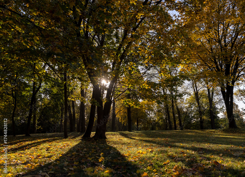 Obraz premium Beautiful autumn park with yellow leaves on tall maple trees in sunny weather in the autumn season, beautiful tall yellow maple trees with bright sunlight illuminating the yellowing trees behind