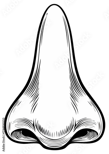 Engraved illustration of a human nose in black and white