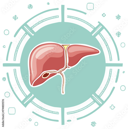 Illustration of human liver with gallbladder in a decorative circle. Medical concept illustration