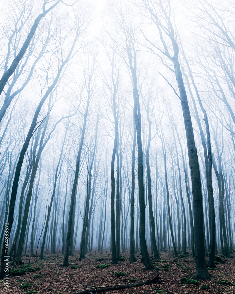 Obraz premium Foggy Forest