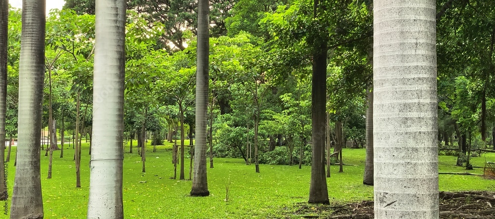 Fototapeta premium Lush Green Park with Palm Trees and Sunlight