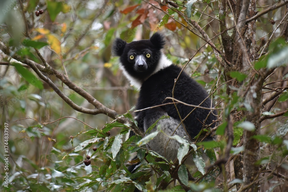 Obraz premium Indri lemur resting in the lush forests of Madagascar, showcasing its distinctive black and white fur, surrounded by vibrant green foliage during the early morning hours