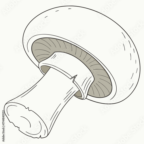 Fresh Mushroom Outline: A detailed illustration showcasing a single, fresh mushroom in its full glory, ready to be enjoyed as a culinary delight.
