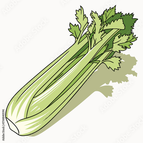 Fresh Celery: A close-up shot presents a crisp, vibrant stalk of celery, the image highlighted by the plant's natural freshness and nutritional qualities.