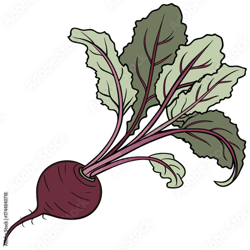 Beetroot Close-up: A detailed and vibrant depiction of a freshly harvested beetroot, complete with lush green leaves and intricate root detail, offering a visual feast of natural goodness.