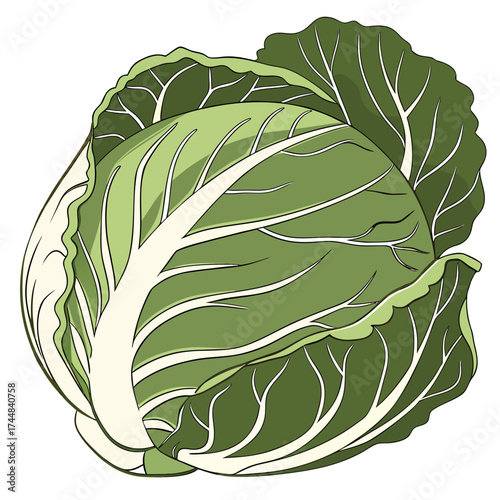 Cabbage illustration: A fresh and vibrant illustration of a whole cabbage, capturing its natural beauty, showcasing its intricate layers and lush green color.