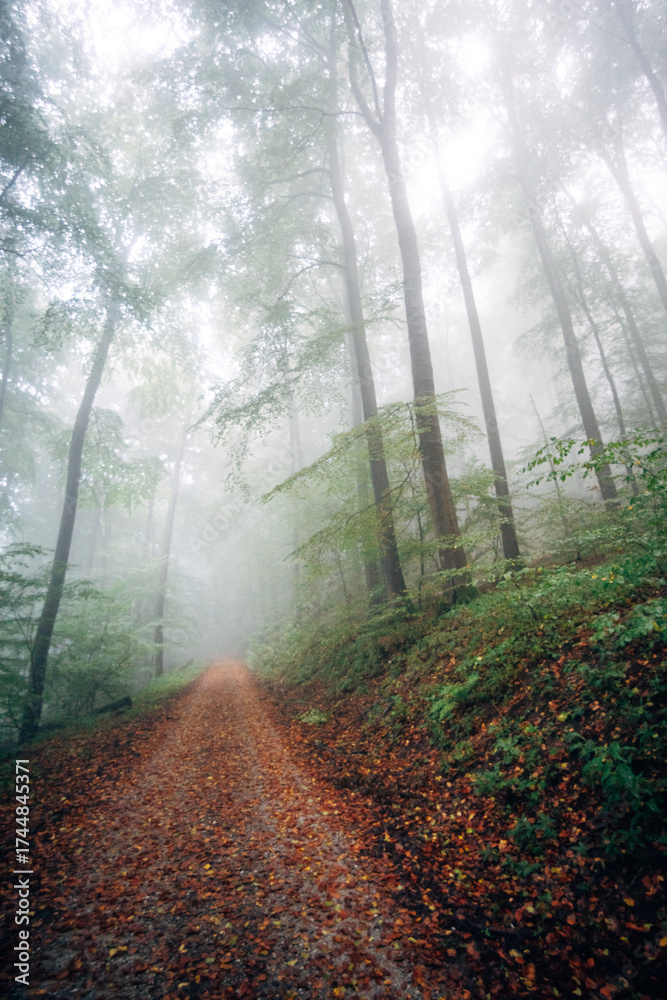 Obraz premium Foggy Forest