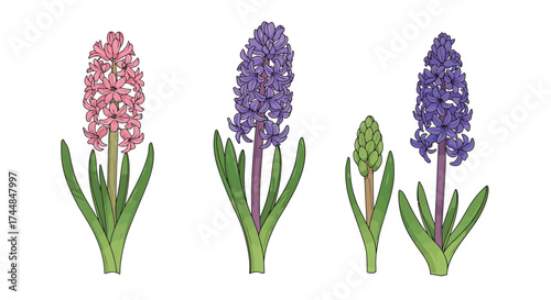 A beautiful illustration of hyacinth flowers in varying shades of purple and pink
