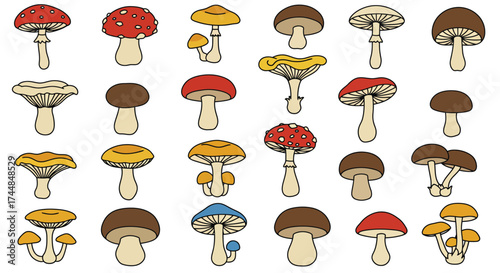 A colorful collection of various mushroom species illustrated in a simple style