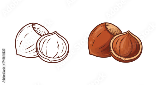 Detailed illustration of hazelnuts showcasing both color and line art styles