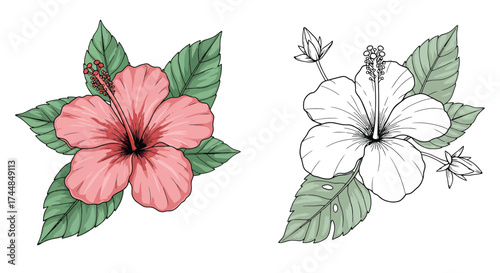 Detailed hibiscus flower illustration showing both color and black and white versions
