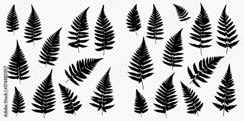 A collection of detailed black fern leaf silhouettes isolated on a transparent background.