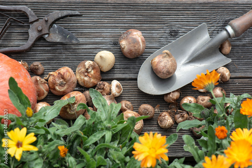 view directly above on  bulbs put on a small shovel on a plank  with orange a...
