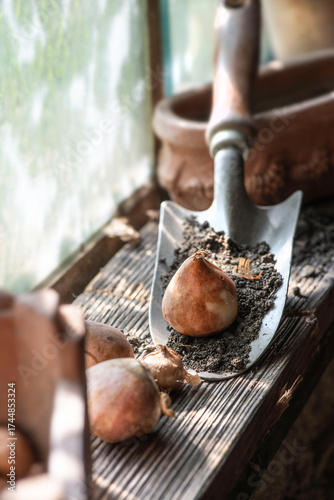 flower bulb placed on a small garden shovel full of soil near a window in the...