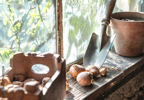 flower bulbs with flowerpot and garden shovel placed near a glass of window i...