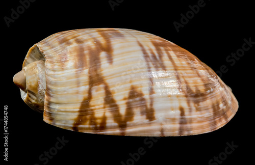 Noble Volute Shell Brown Stripes Black Background