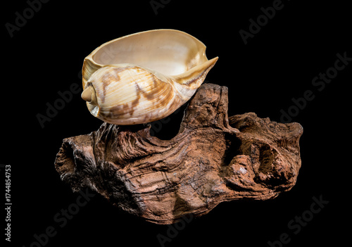 Noble Volute Shell on Dark Driftwood Against Black Background