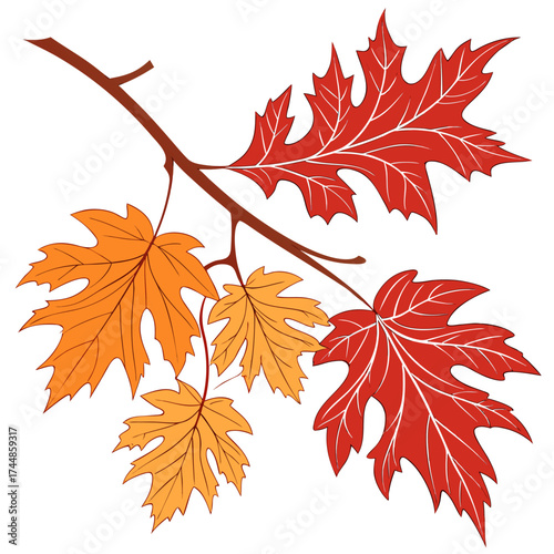 Vibrant autumn maple leaves in red and orange hues adorn a brown branch against a clean white background