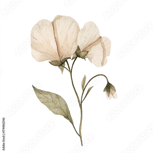 Delicate beige sweet pea flower watercolor illustration on stem.