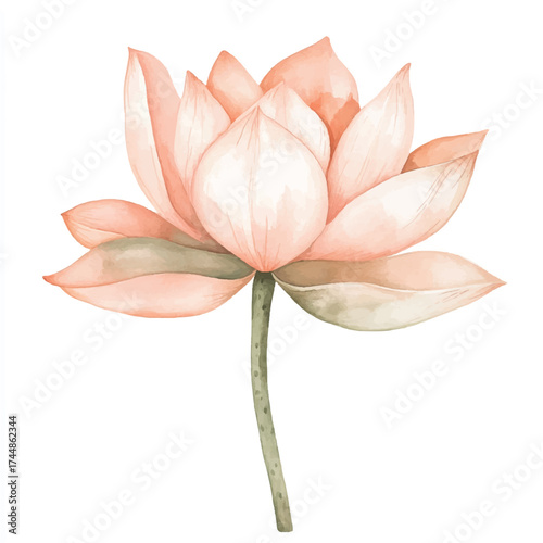 Delicate pink watercolor lotus flower with a green stem.